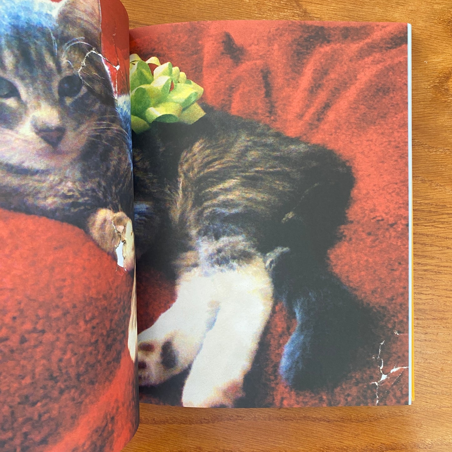 Still Missing: the Folk Art of Pet Posters - Giordano Castranova