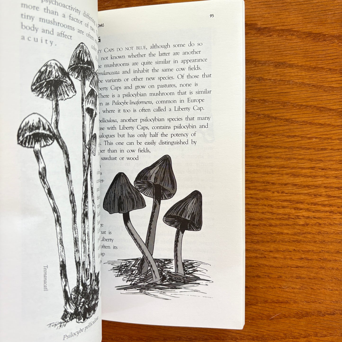 Magic Mushrooms - Peter Strafford