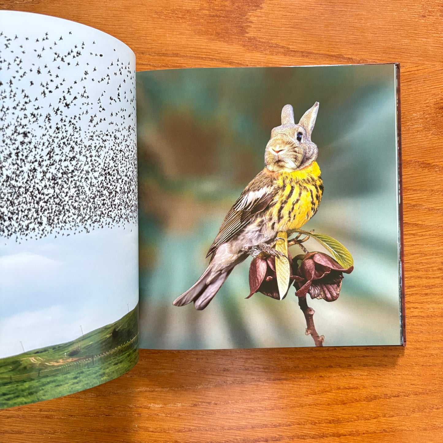 Stoner Coffee Table Book